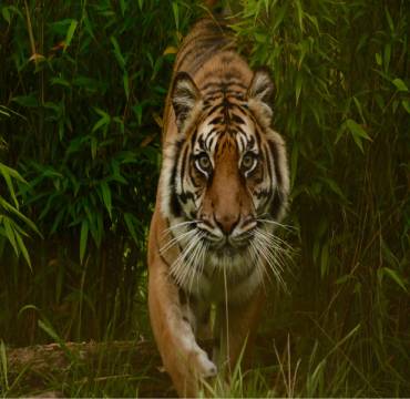 On a Tiger Trail